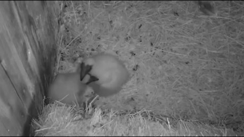 Missouri Turkey Vultures babies 6-11-22