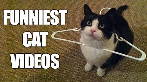 Funny cat video #1
