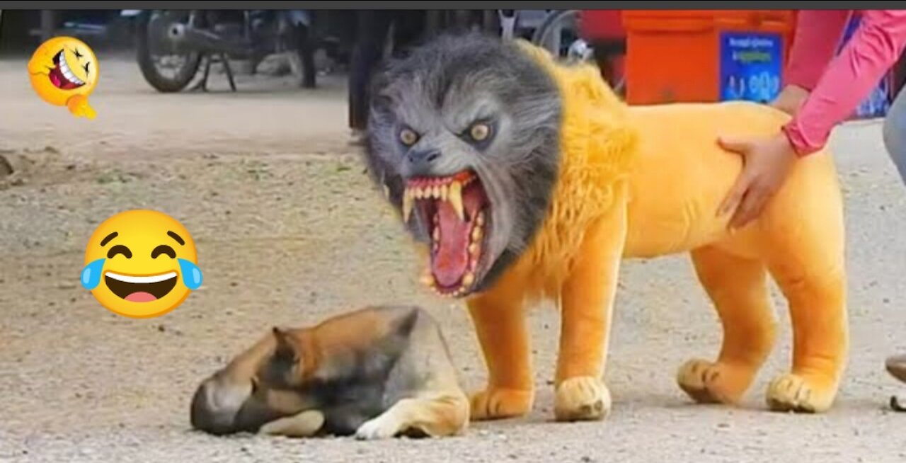 Trolling prank funny dog and cat😂😂😂with fake lion and tiger& huge box prank