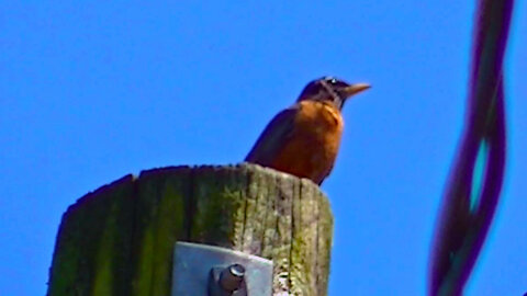 IECV NV #579 - 👀 American Robin Up On The Poll 5-14-2018