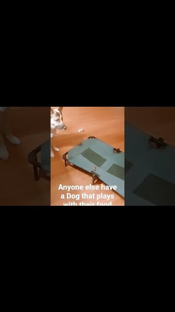 Maple Is Overdramatic Sometimes #shorts