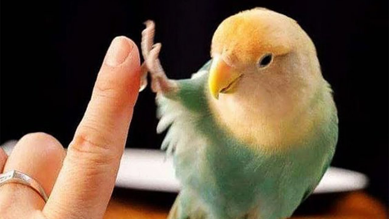 Franky our Indian Ringneck Parrot loves baths.