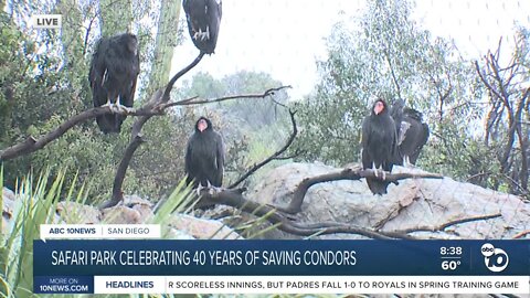 California Condor celebrates 40 years saved from extinction, still endangered