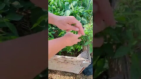 #smallgarden #harvest #homesteading #homestead #simplelife #peaceful