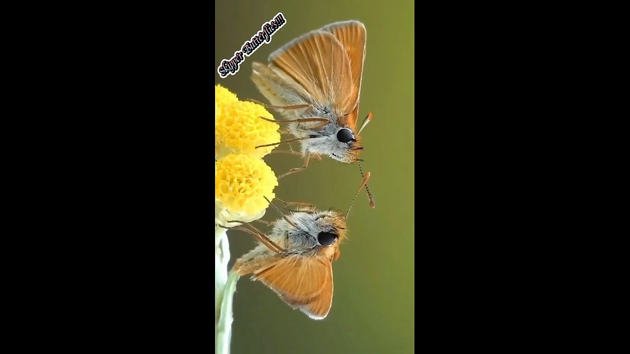 Skipper Butterflies