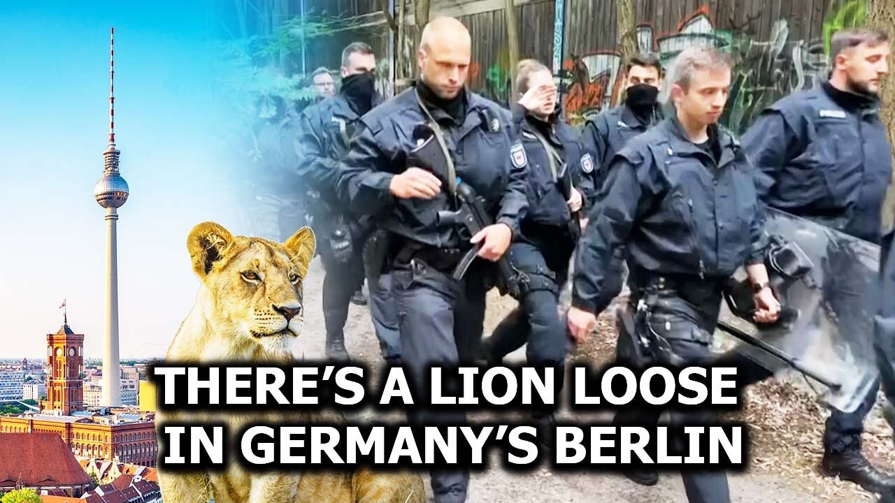 There’s a LION Loose in Germany’s Berlin