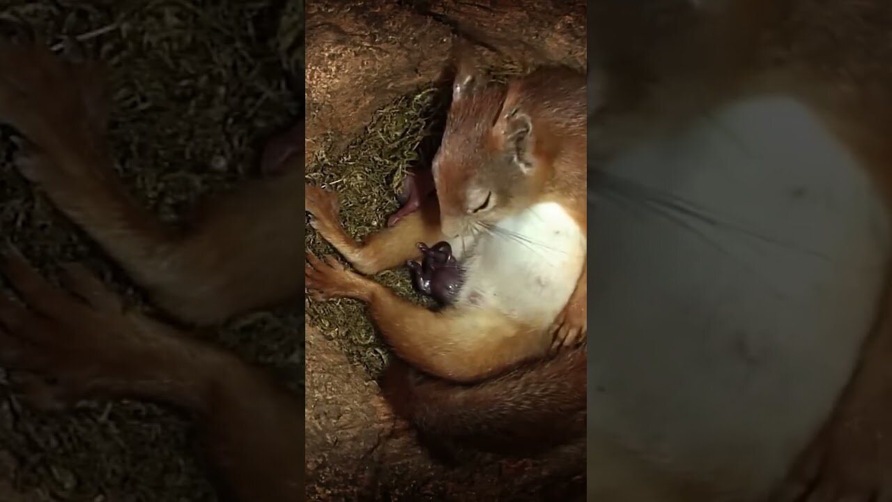 (Closed Caption CC)MAMA SQUIRREL IN LABOR: The Miracle Of Life? New Year! New BIRTH & NEW LIFE!