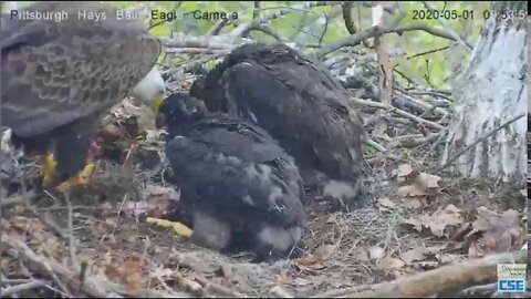 Hays Eagles Dad chases something Mom brings in critter 2020 05 01 1949am