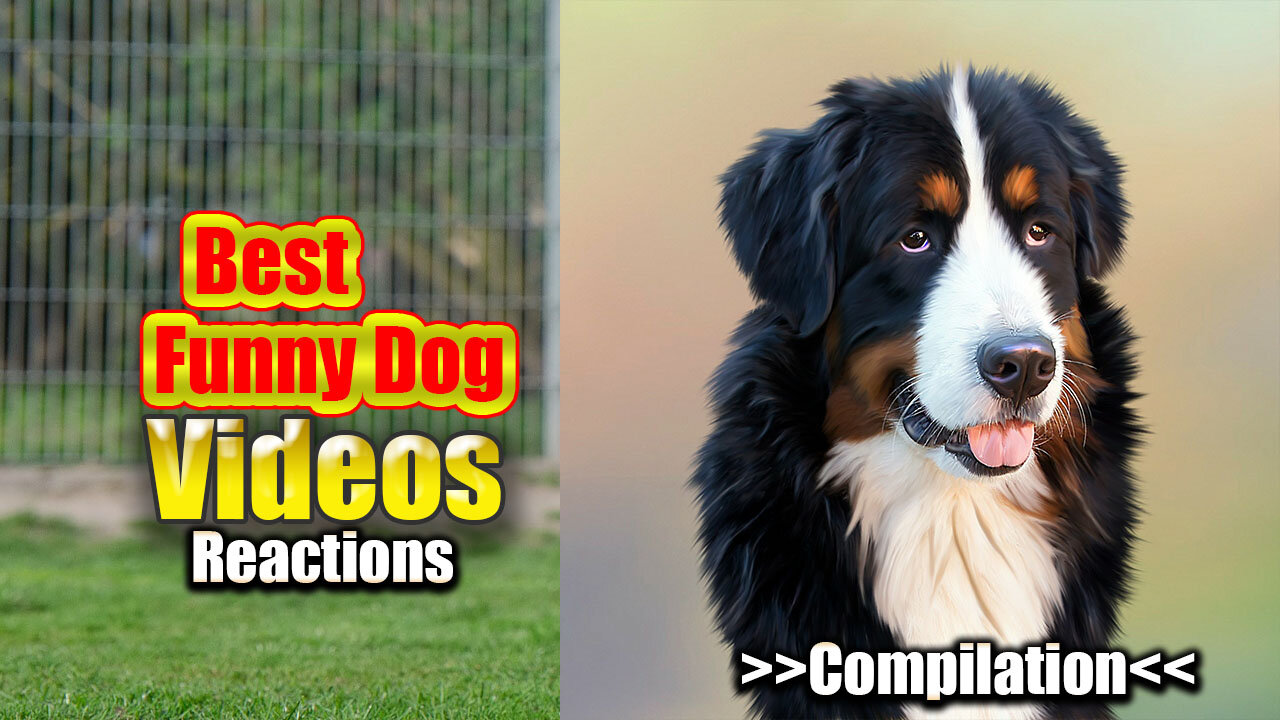 Best Funny Animal Videos - Happy Dog Reactions - You'll LAUGH More Than You Should!