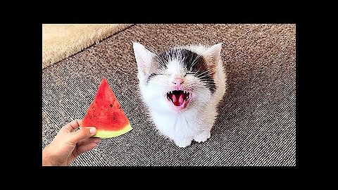 Best Funny Animal Videos Of The 2022 🤣 - Funniest Cats And Dogs Videos 😺😍