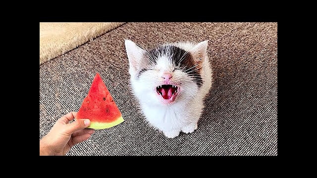 Best Funny Animal Videos Of The 2022 🤣 - Funniest Cats And Dogs Videos 😺😍