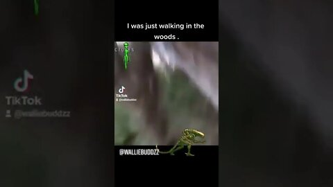 I was just walking in the woods