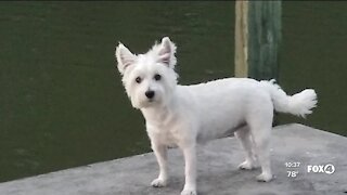 Dog Found Dead In Canal