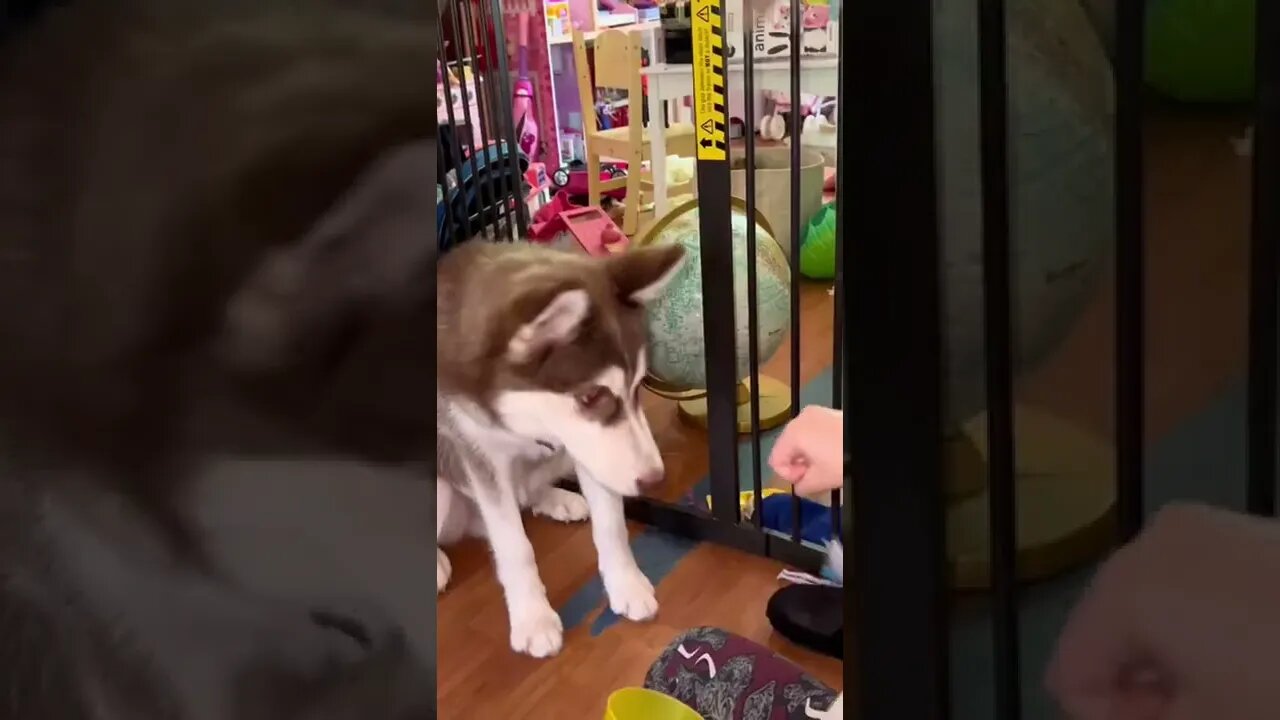 Wow!! Husky Puppy’s NEW TRICKS!! #husky #huskies #huskypuppy #puppy #puppies #dog