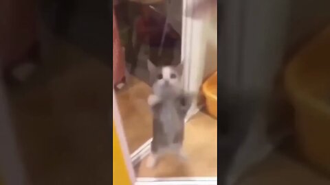 Happy happy happy cat original video #happy #cat #viral #trending #memes #funny [Dj-dF0BRLbA]