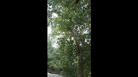 Farm in the Philippines