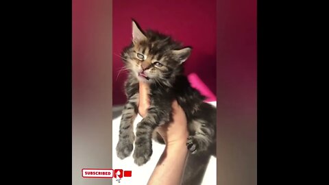 cute cat videos 😹 funny videos 😂1763