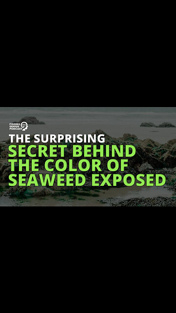 The Surprising Secret Behind the Color of Seaweed Exposed