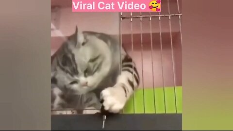 Cat video for Fun 🥰 | Funny cat video