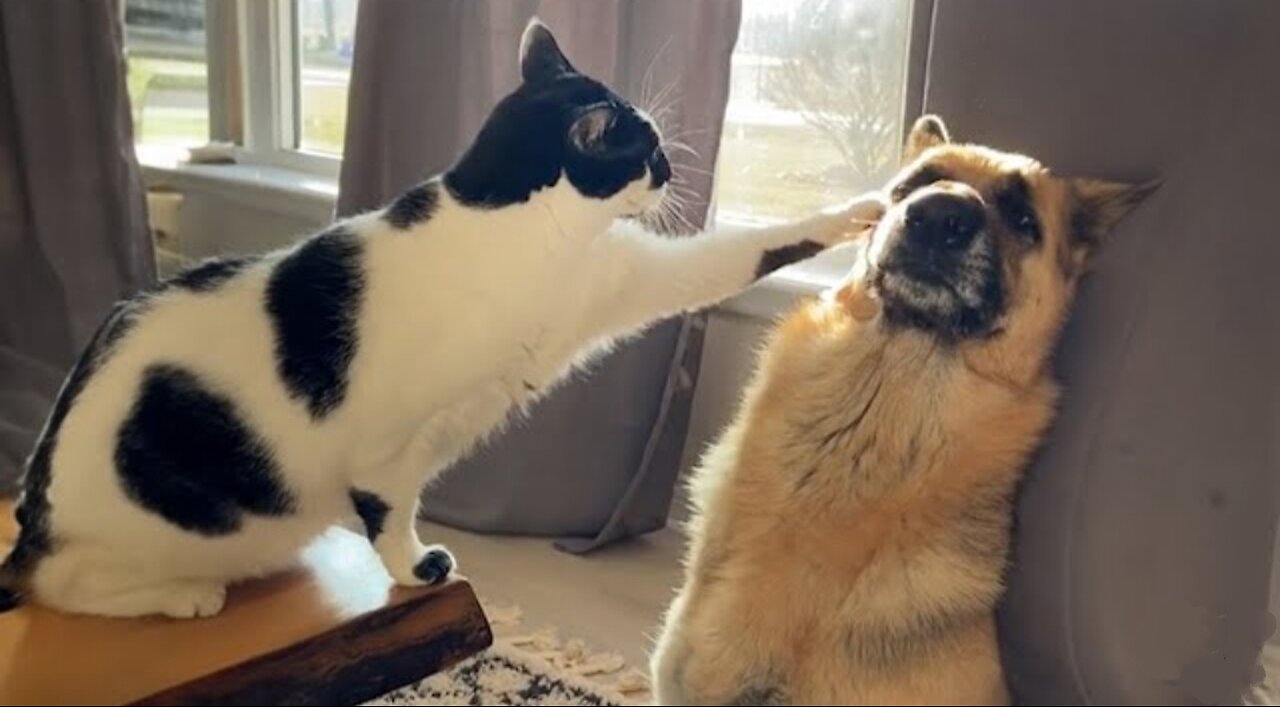 Funny Dogs And Cats Videos 2024 They're Best Friends