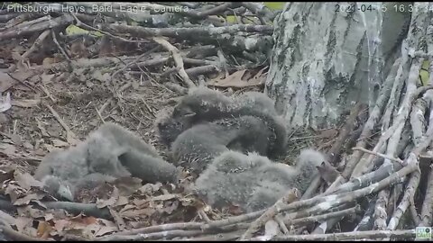 Hays Eaglet H13 tail bump study 2021 04 15 16:31