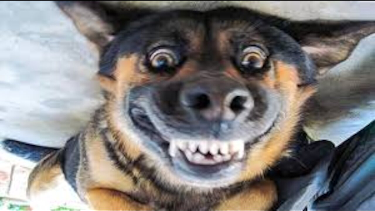 You will laugh at all the DOGS 🤣 Funny DOG Videos 😂🐶