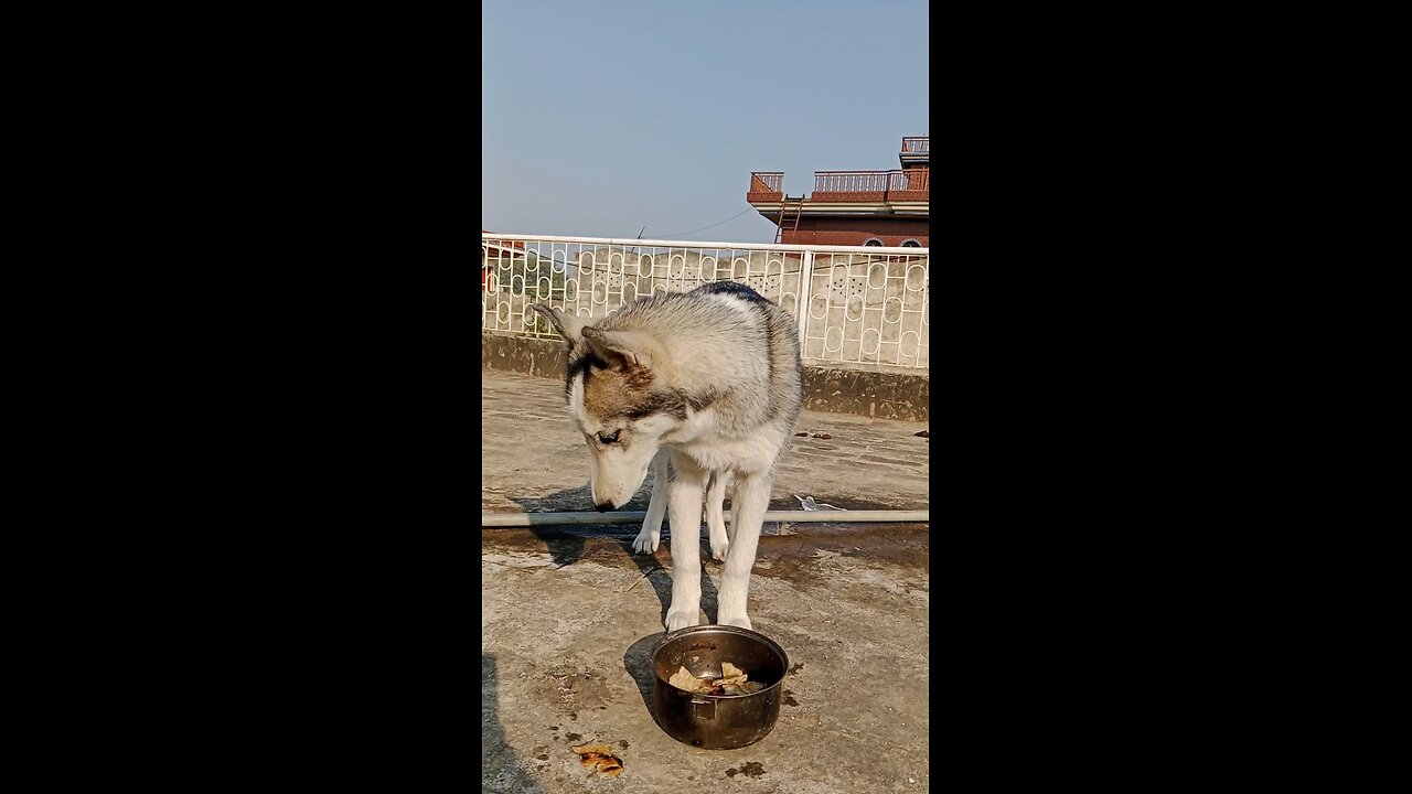 today my Husky eating beef soup