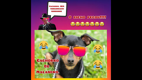 CACHORRO DE MALANDRO.