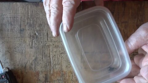 Jumping Spider Large