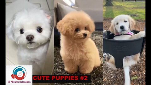 Funny & Cute puppy Compilation video