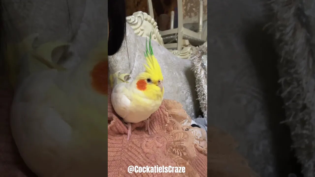 Cute Cockatiel lovely moments 😍