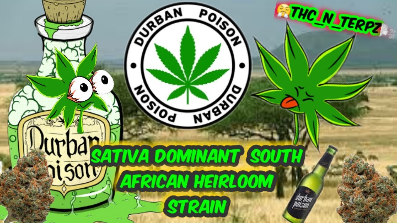 DURBAN POISON-🐅SOUTH🐘AFRICAN LANDRACE / HEIRLOOM Genetics - The Original Sativas