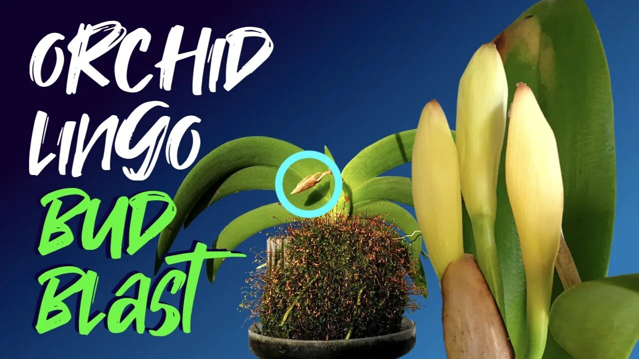Bud Blast! | WHY does it happen? | Can it be avoided? | Screenshot Checklist included in this video