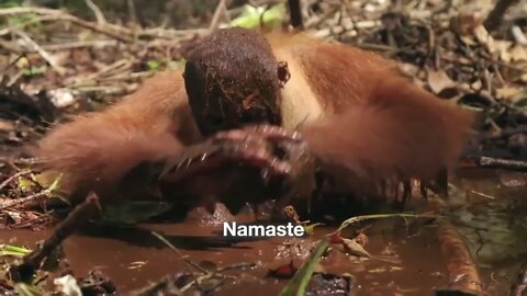 Orangutan Yoga