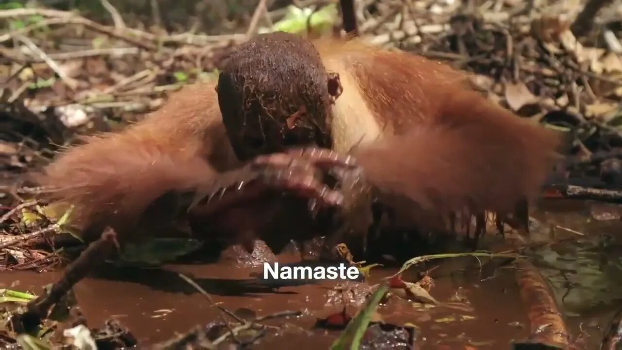 Orangutan Yoga