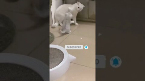 cute cat videos 😹 funny videos 😂💛