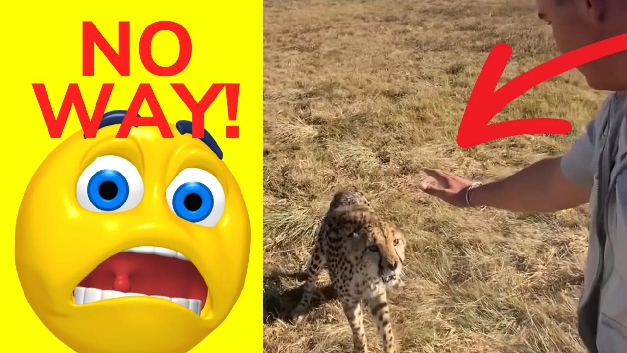 Cheetah Attack STOPPED by HAND - Daily Dose of Funny Animals