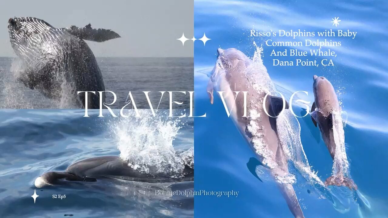 TRAVEL VLOG S2EP5 Risso’s Dolphins , Common Dolphins and Blue Whale