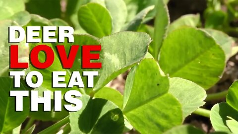 This is What Deer Love to Eat and How Much They Need