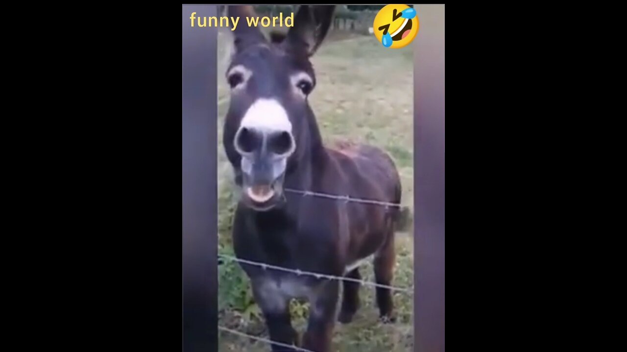 funny animal video 2much fun😂😂