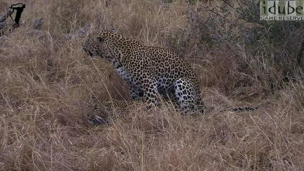 WILDlife: Leopards Pairing at The Game Reserve