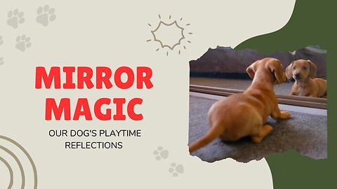 Mirror Magic: Our Dog's Playtime Reflections