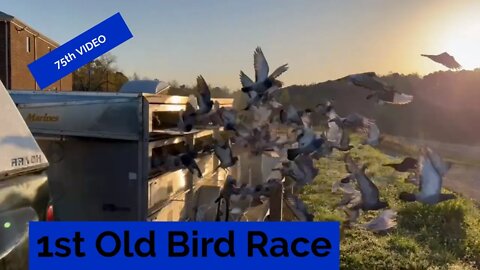 First Old Bird Race of 2022