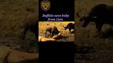 Buffalo save baby from lion 2022 #shorts #youtubeshorts #shortvideo
