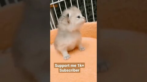 baby cat need subscriber cool