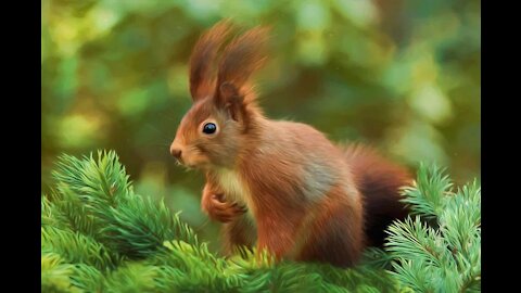 Hungry squirrel looking to eat