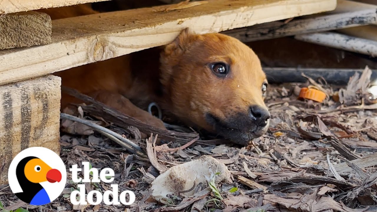 Stray Puppy Leads Rescuers To Her Secret Hideout - The Dodo