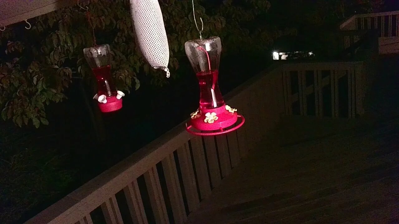Live Bird Feeder Sept 18 2021 "Frogs All night" Asheville NC. In the mountains.