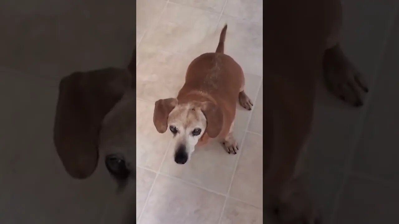 Funny Animals 169 funnycontent707