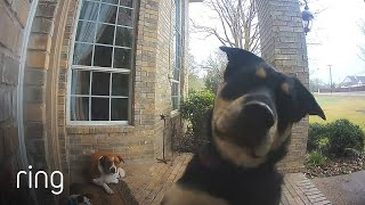 Family dogs learn to use video doorbell to get owner's attention | 2023